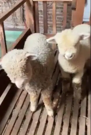 4 ekor cempe anakan domba merino 1 jantan 3 betina superan 4 bln unik