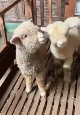 4 ekor anakan cempe domba merino super 1 jantan 3 betina 4 bln exotik