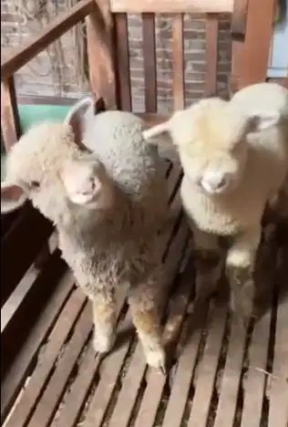4 ekor anakan cempe domba merino 4 bln 1 jantan 3 betina siap ternak