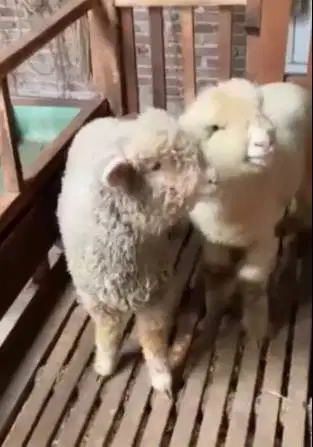 4 ekor anakan bibit domba merino 4 bln 1 jantan 3 betina lepas sapih