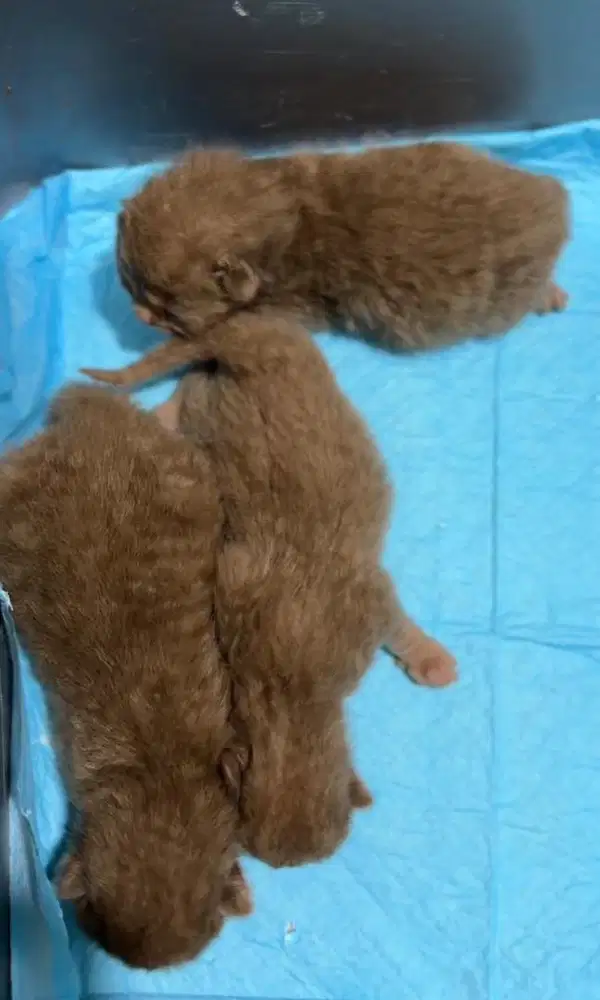 Kucing BSH Cinnamon