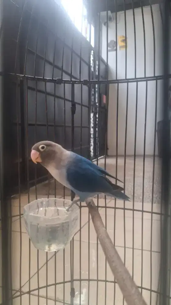 Masteran Murai Lovebird Durasi 45 detik up pasbir pala item
