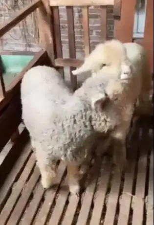 4 ekor anakan bibit domba merino super 4 bln 1 jantan 3 betina exotik