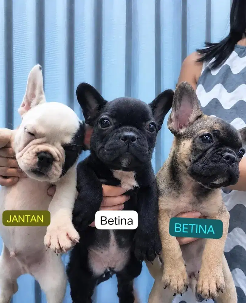 Jual French Bulldog jantan dan betina