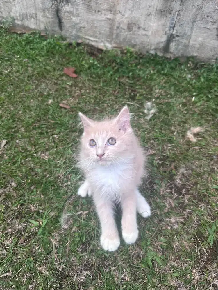 Kucing kitten persia