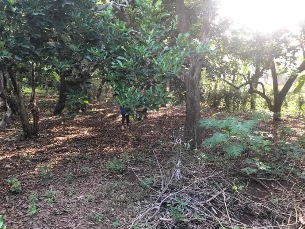Dijual Lahan Lokasi Strategis Cocok Untuk Bangun Mini Cluster di Purwakarta