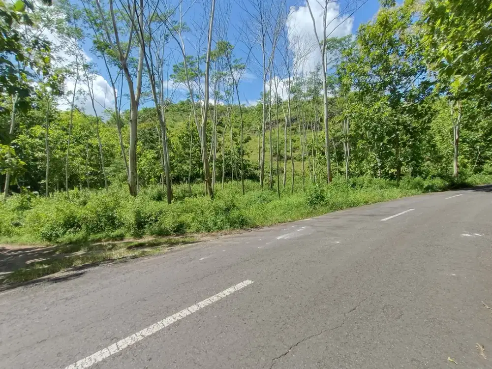 Jual tanah murah di Pinggir Jalan Raya Pantai Gunung Kidul