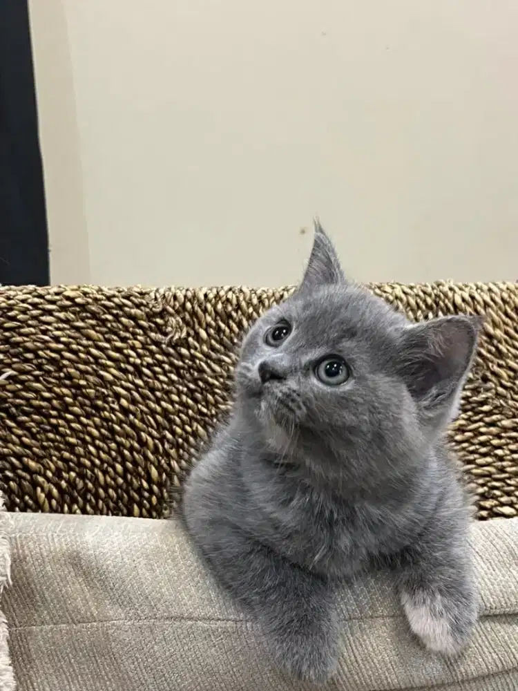 Jual kucing bsh campuran no surat