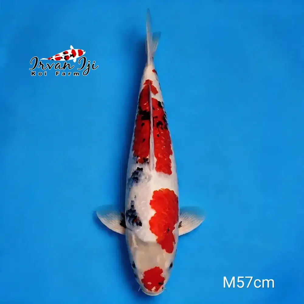 Koi Showa 57cm MALE Merah strong body tebal breed by Irvan Iji KF HQ