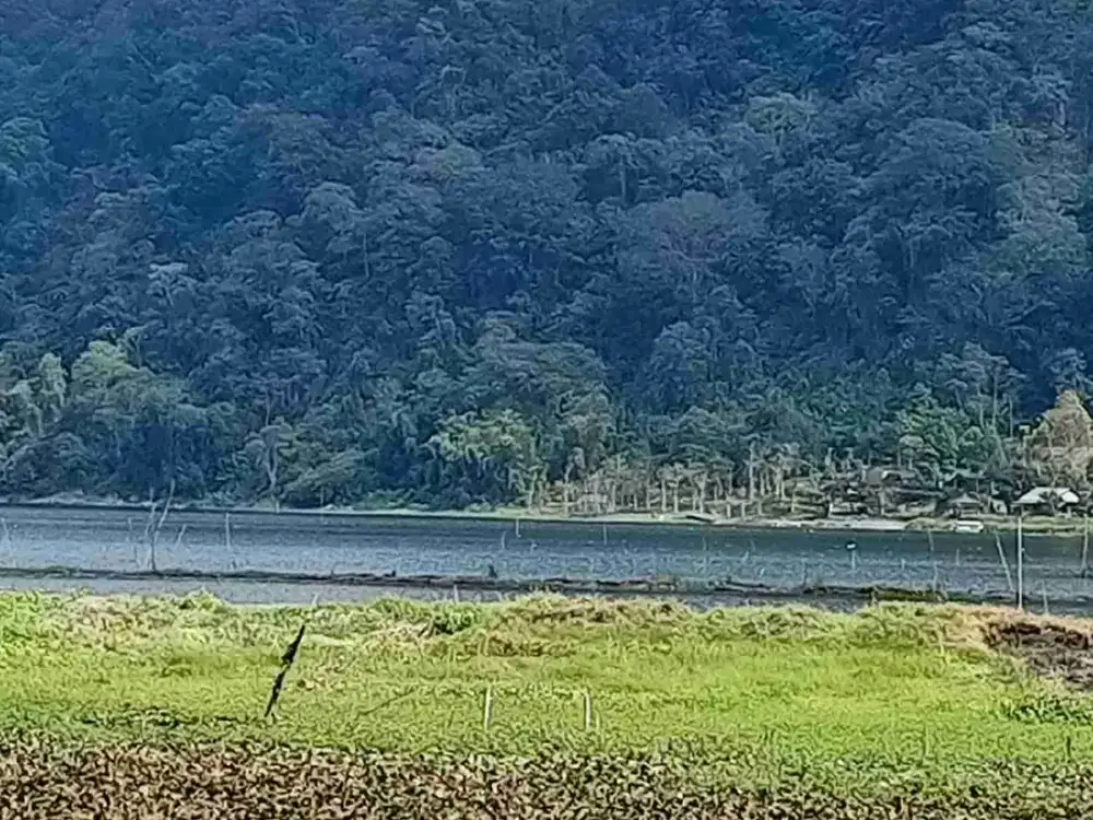 Tanah Los Danau Buyan Pancasari Buleleng Dkt Kebun Raya Bedugul Danau Beratan