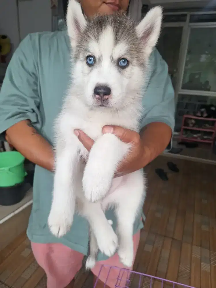 Husky blue Eyes betina big bone