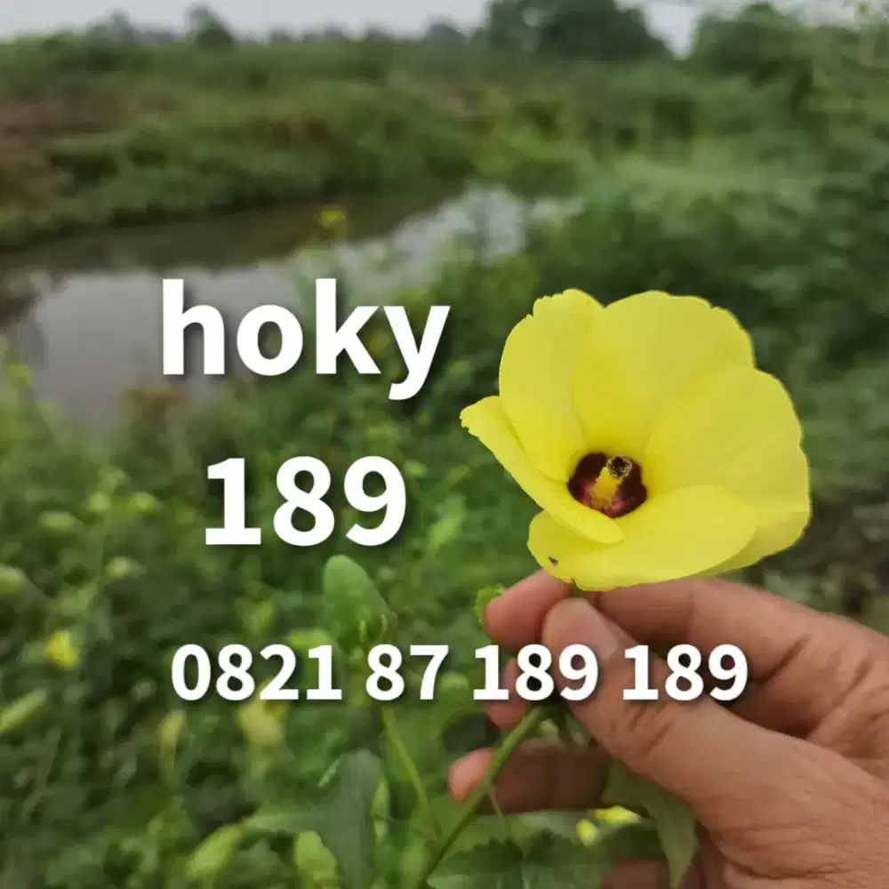 Dobel hoky 189 nomor cantik