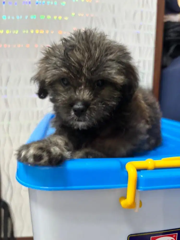 open adopt puppy