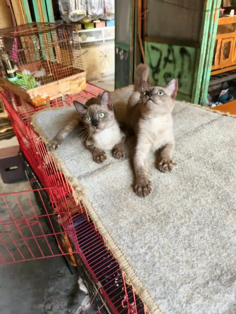 Kitten siam jantan 3 bulan