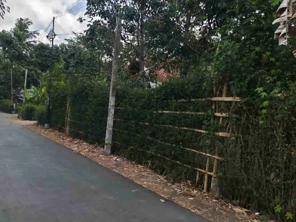 TANAH BONUS KEBUN DUREN BERBUAH MAOS LOR CILACAP