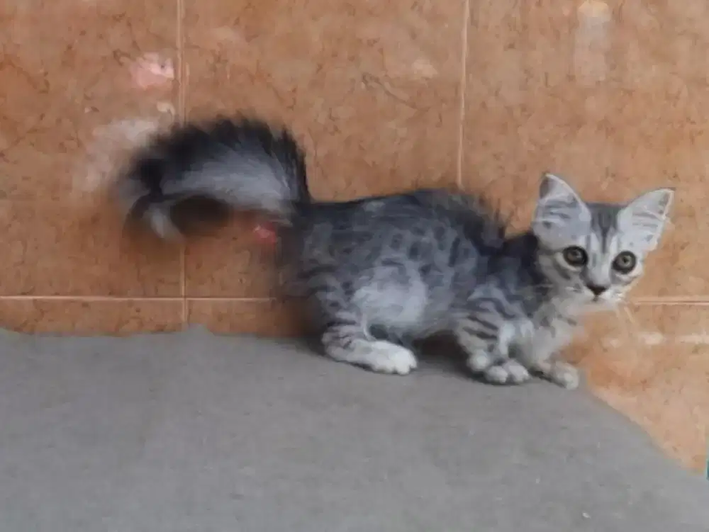 Kucing munchkin