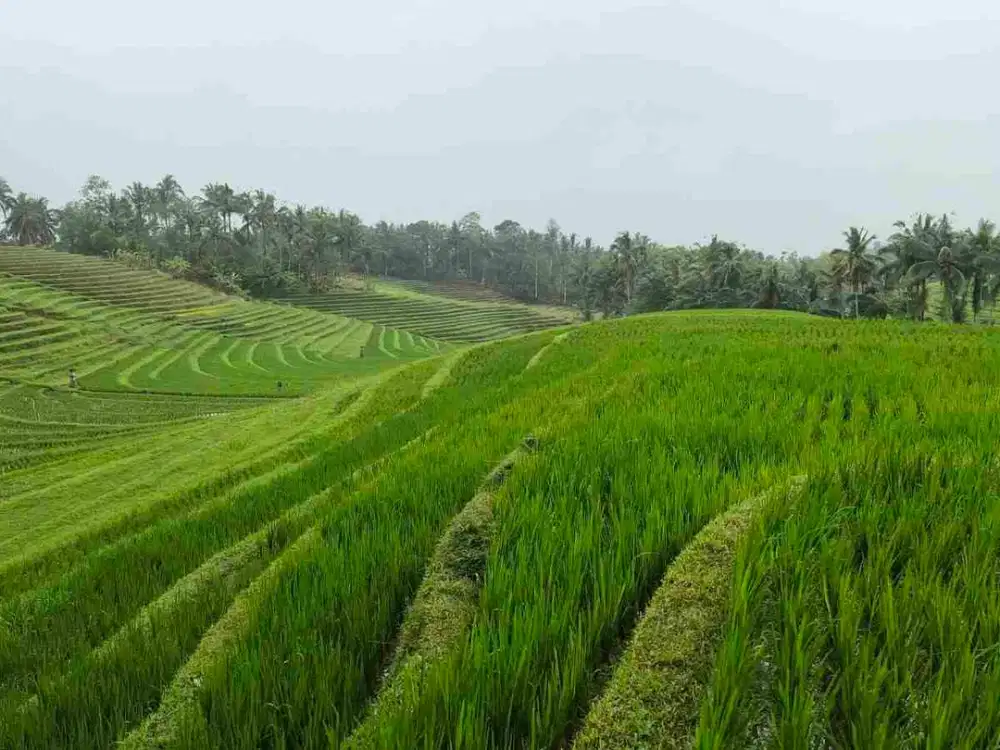 Dijual Tanah view Sawah Dekat Air Terjun  Manikyan Tabanan Bali