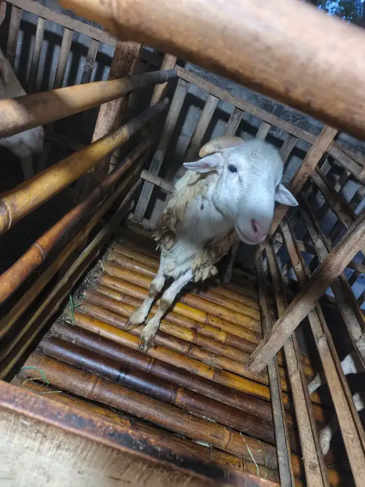 Kambing gembel ada 8ekor