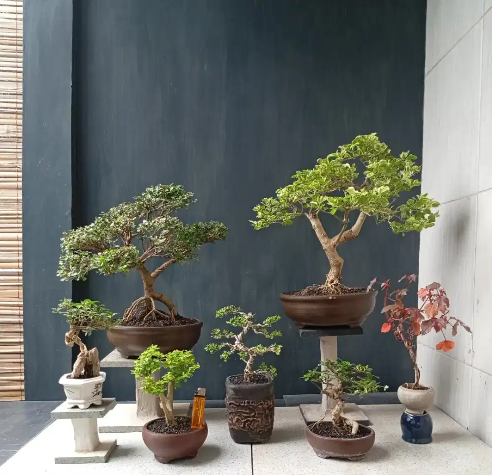 Ready 7 pohon bonsai hias