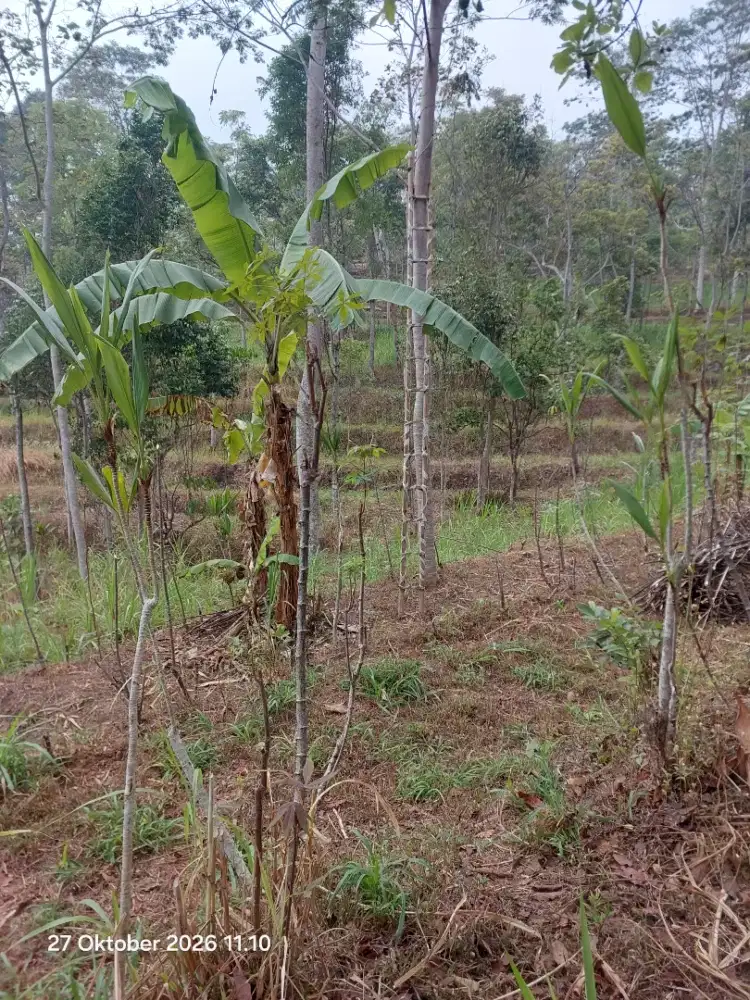 Tanah kebun murah luas 16000m² harga 250.000/m² lok getasan