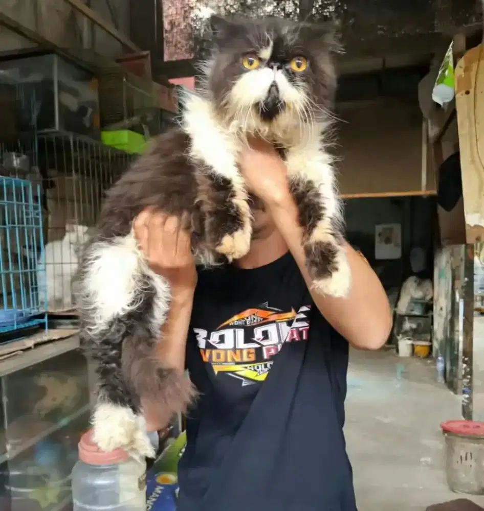 Peaknose jantan 11 bulan