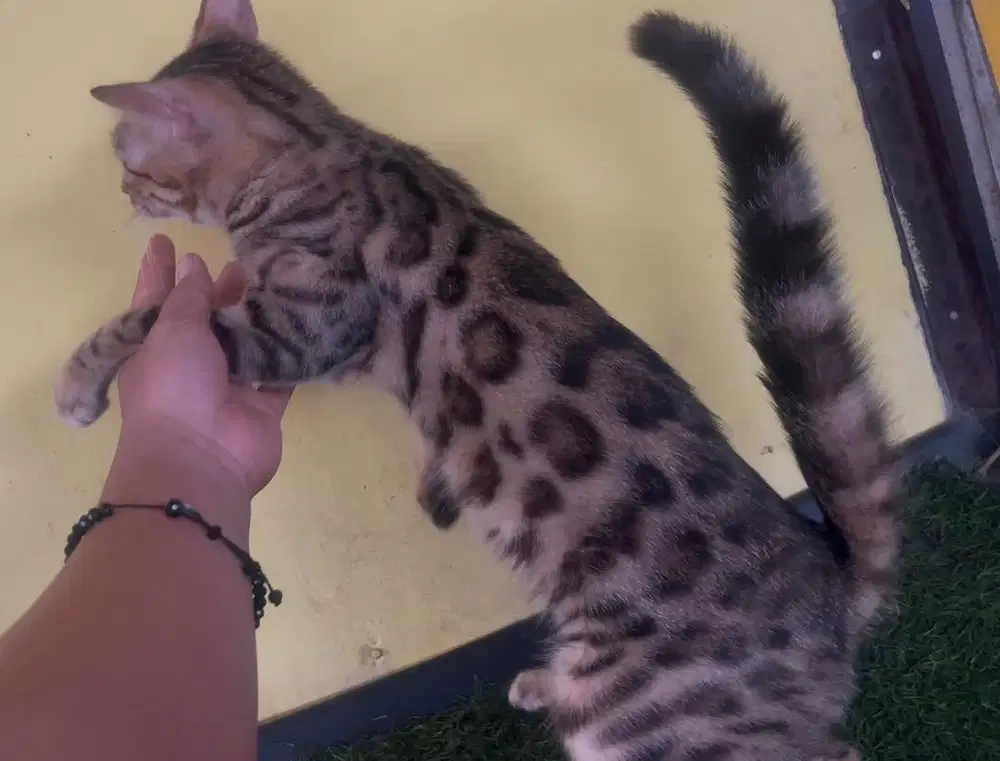 Kucing ras beng al bukan persia