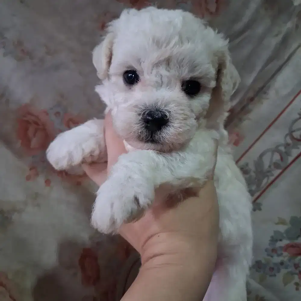 Bichon frise 2 jantan 1 betina