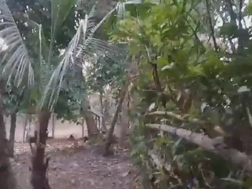 Dijual Tanah Perkebunan Produkif Lokasi Strategis