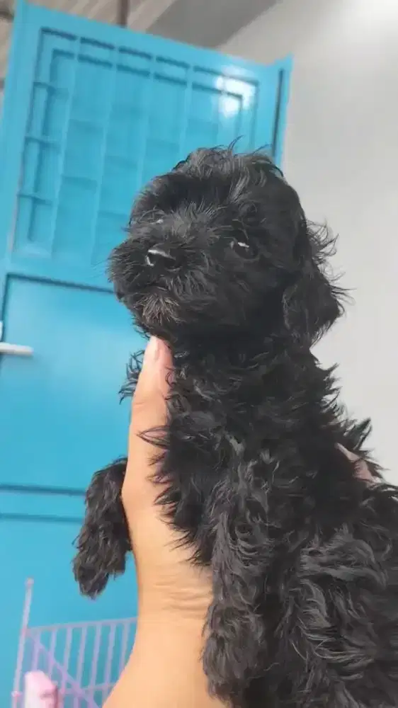 Shihpoo jantan cakep dan murah