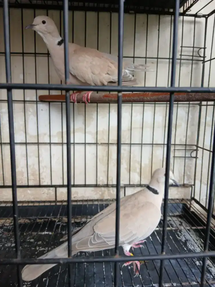 Sepasang puter pelung udah produksi.