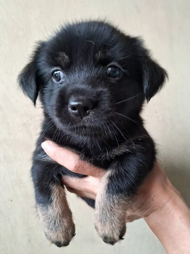 Puppy betina mix Golden Retriever, Doberman