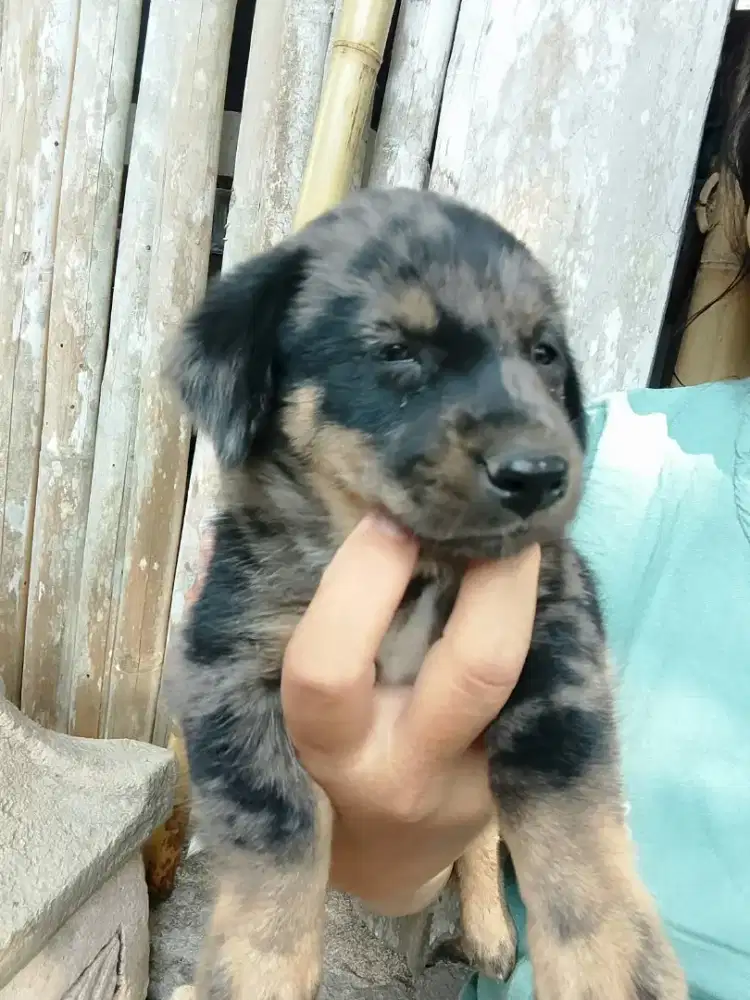 anak anjing tekel kecil lucu bulu daple belang