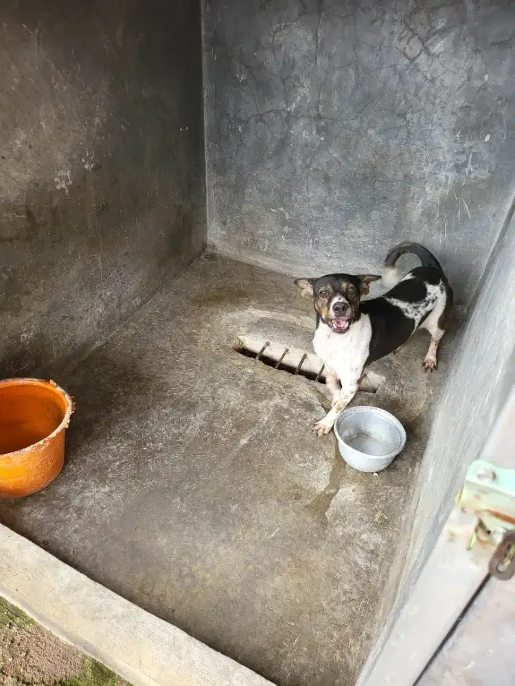 Anjing kasih org bagi yg sayang binatang