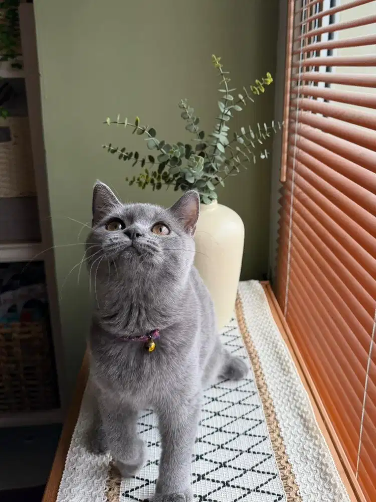 Kitten BHS Blue Solid