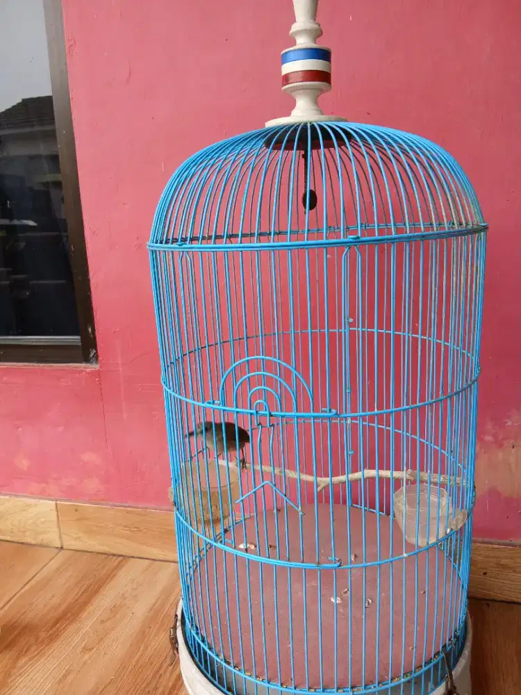Planduk semak udah bunyi