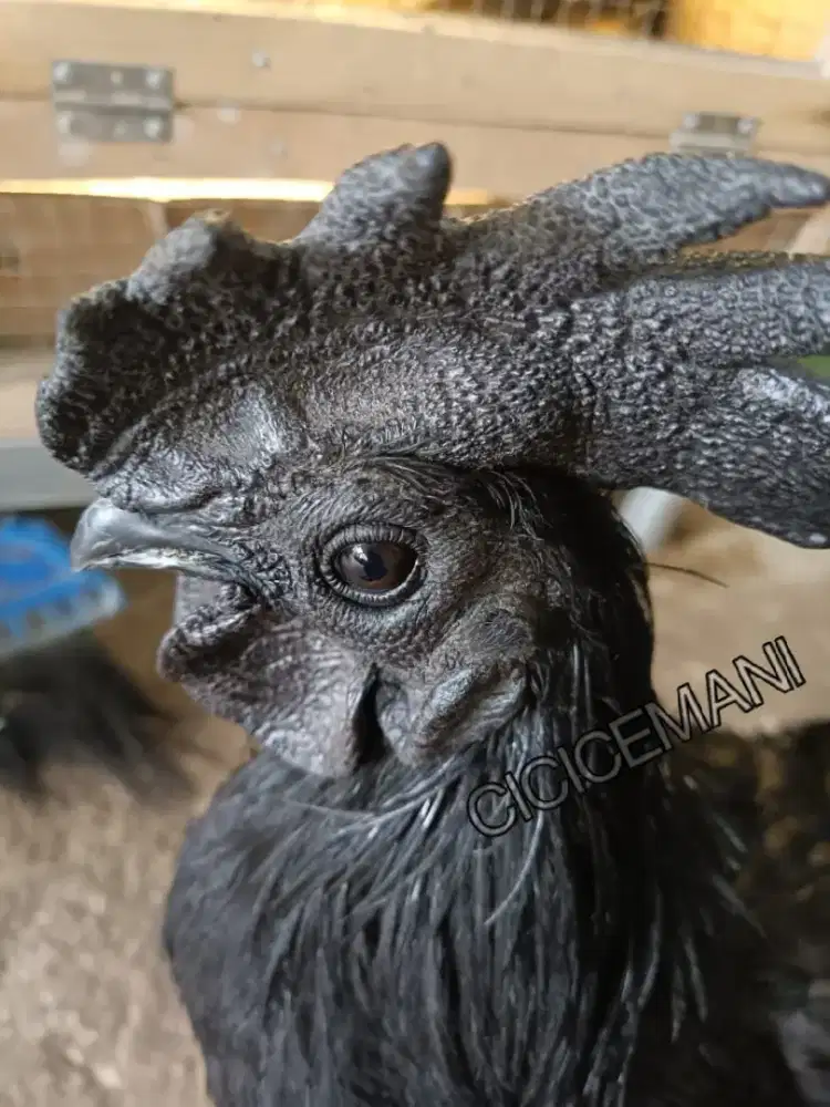 Ayam Hitam Cemani