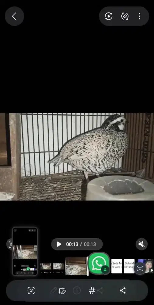 Puyuh Bobwhite Snowflake