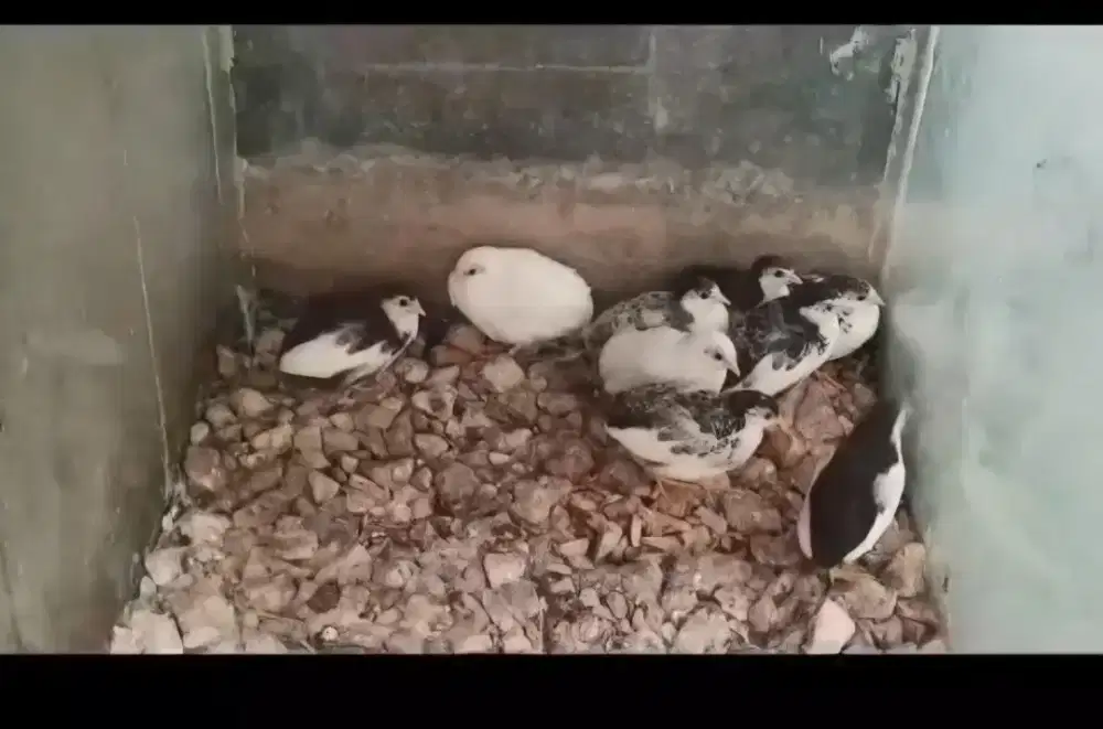 Puyuh batu hias mini