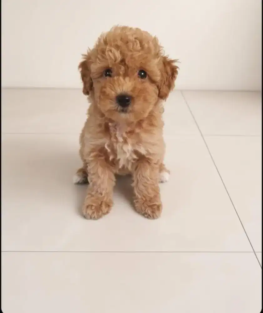 Anjing poodle betina umur 2 bulan