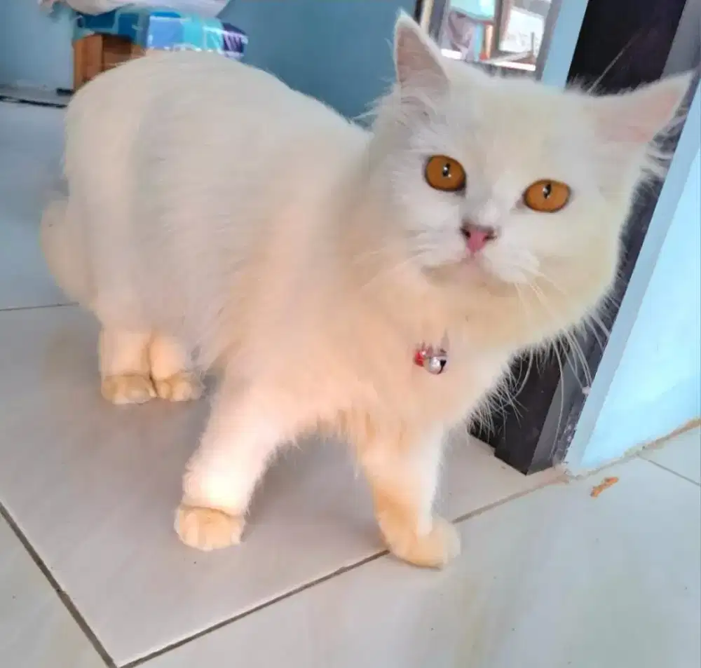 Dijual Murah Kucing Betina Dewasa