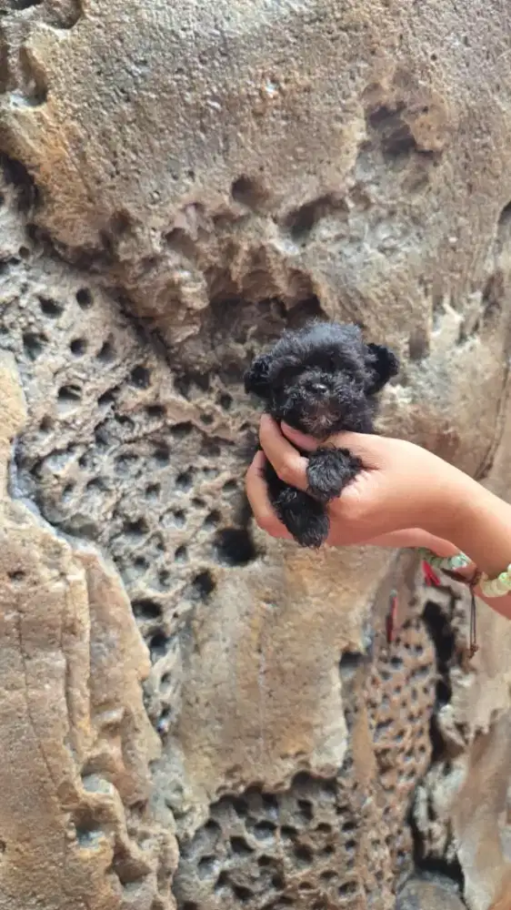 Poodle super kecil black mismark jantan