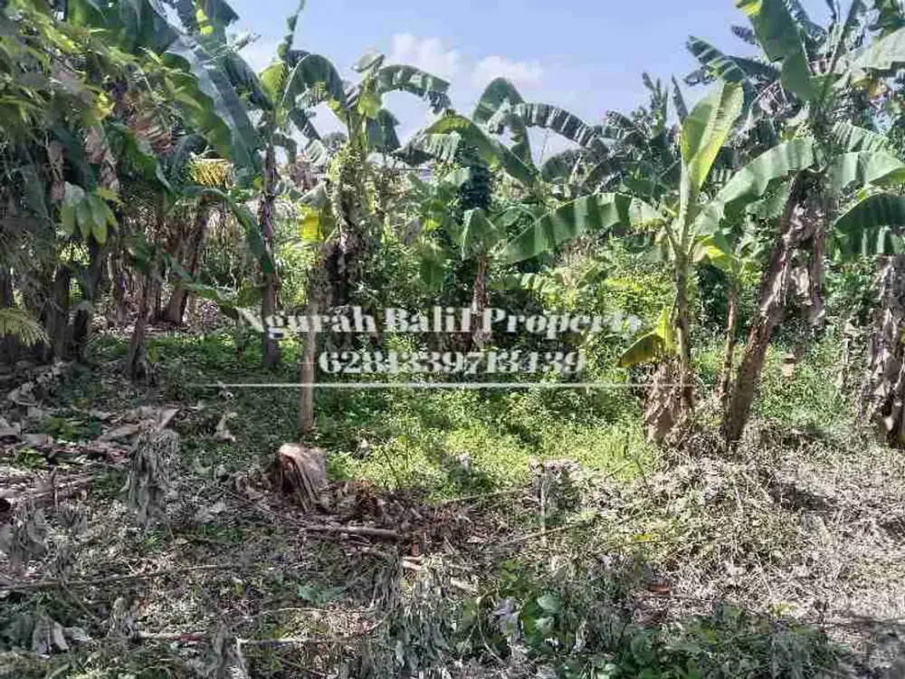 Land For Rent 4,5 Are Kawasan Villa Berlokasi di Ubud Selatan