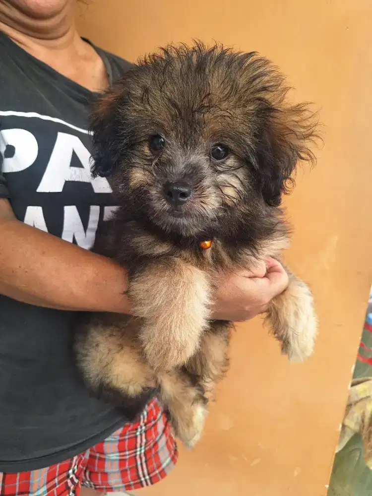 Dijual anakan pom poodle