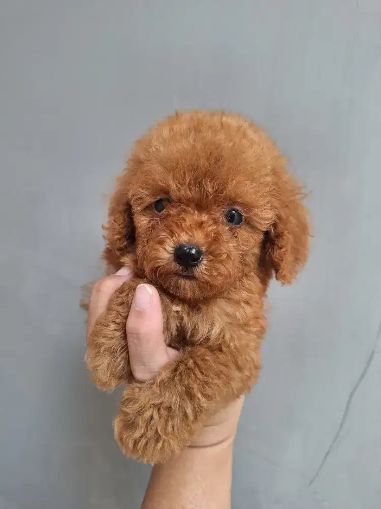 Dijual anakan poodle mini