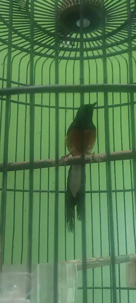 Murai Batu Medan Juara