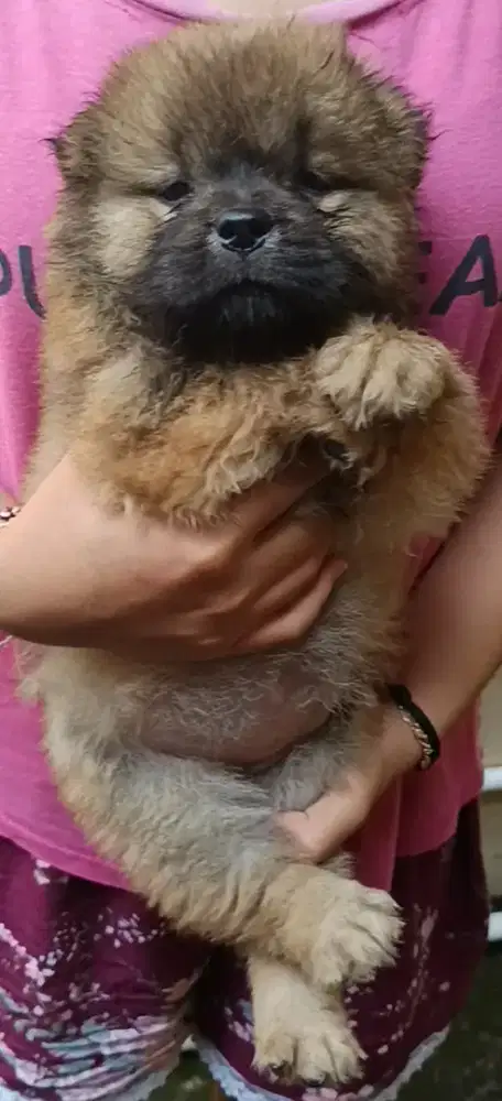 Puppy anjing chow chow betina