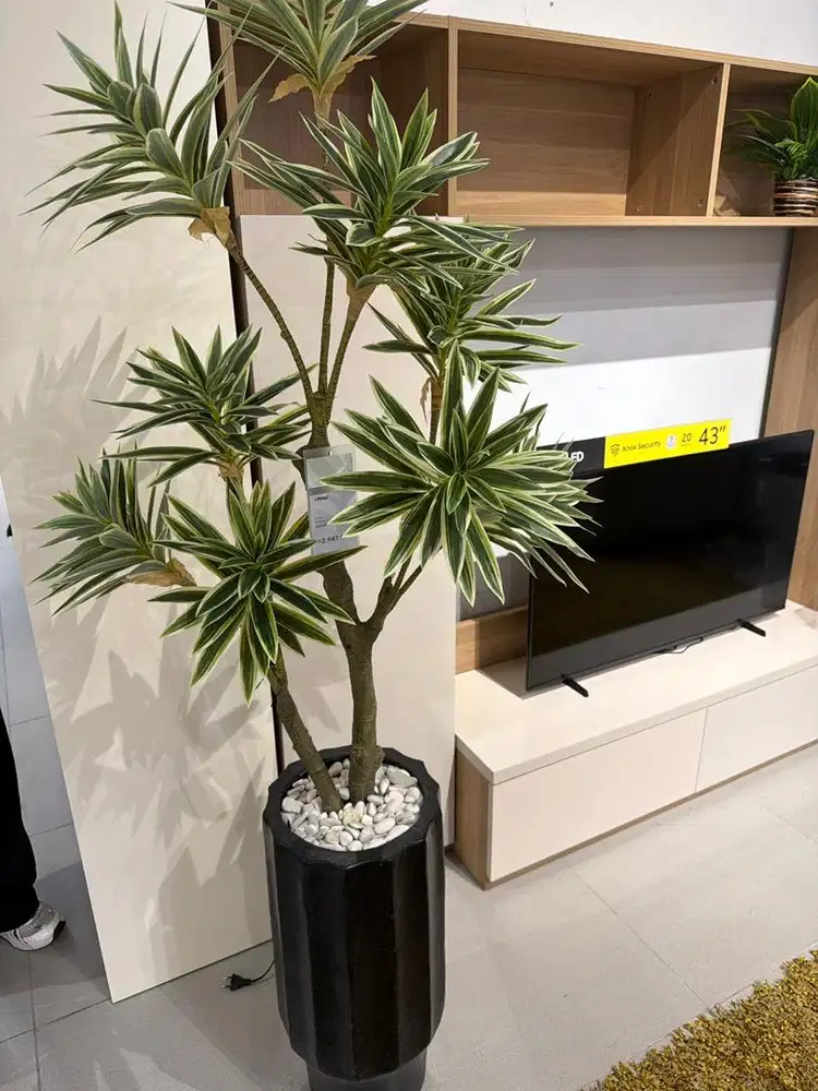 home garden ficus T