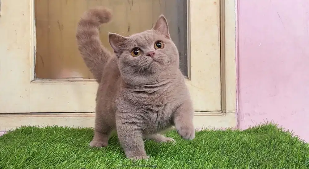Kucing kitten munchkin bsh lilac betina