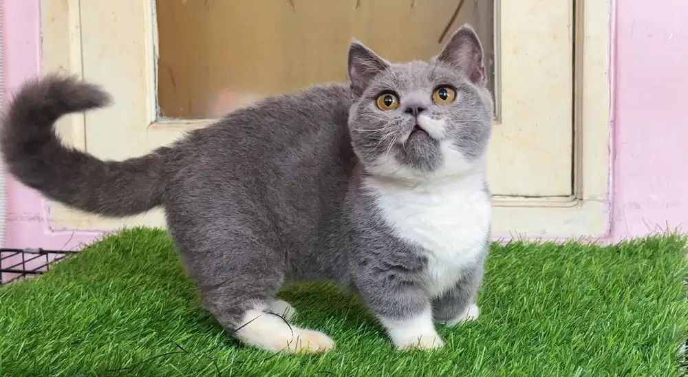Kucing kitten Munchkin bsh bico blue jantan