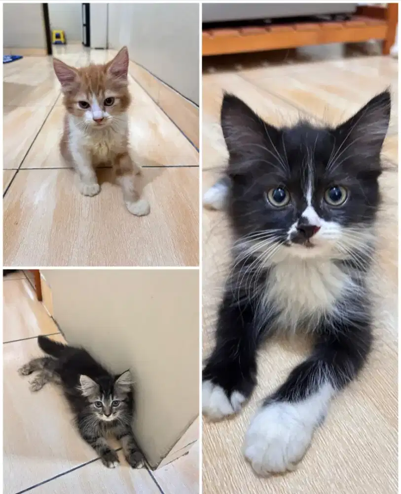 KUCING PERSIA (lepas adopt)
